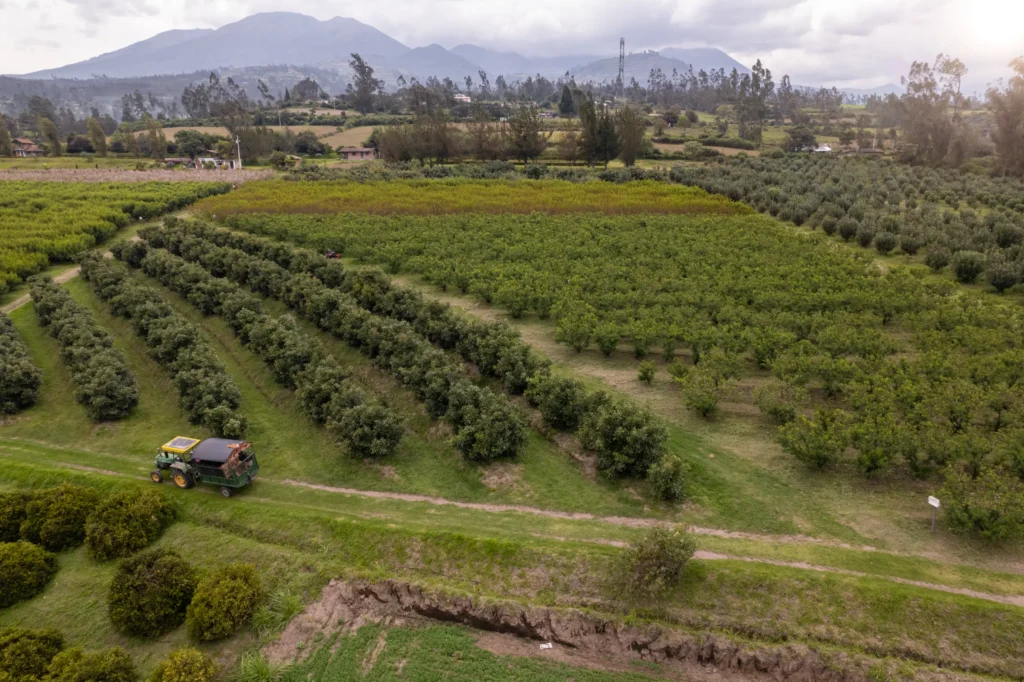 Fotografía aérea con dron de un cultivo de aguacates en Otavalo, Ecuador, mostrando la distribución del terreno agrícola