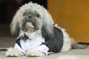 "Perrito vestido de caballero con traje elegante durante una boda."